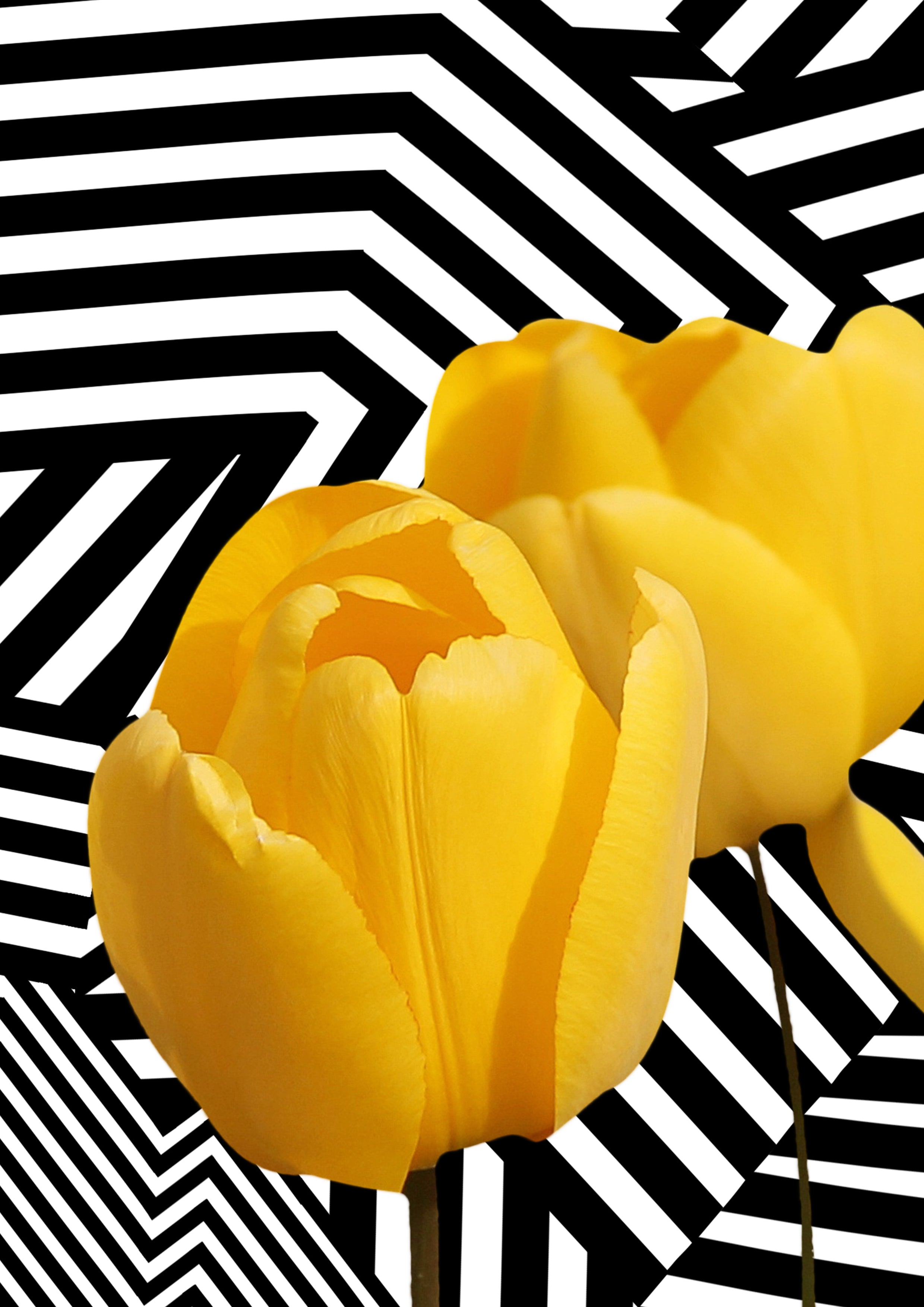 Floral Phone Cases – Flower & Wildflower Style Mobile Covers